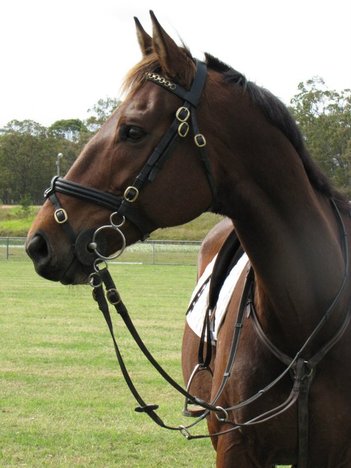 Hervey Bay  Equine Assisted Counselling,
