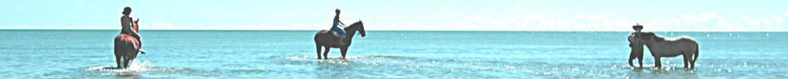 Equine Psychotherapy, In Hervey Bay 