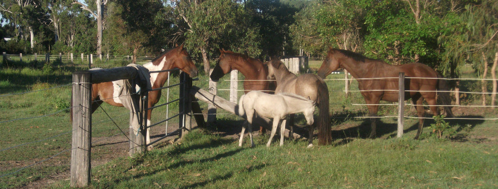 Equine Therapy Hervey Bay,Equine Therapy Maryborough,Equine Therapy Bundaberg