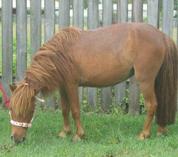 Equine Assisted Psychotherapy can help address
