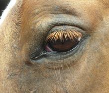 Happy Horses Bundaberg,