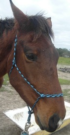  Happy Horses Bundaberg,